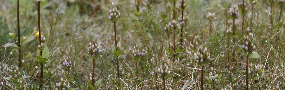 Foto av gentianella