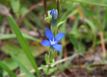 Foto av gentianaceae