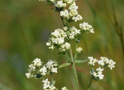 Foto av rubiaceae