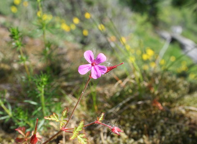 Foto av geranium