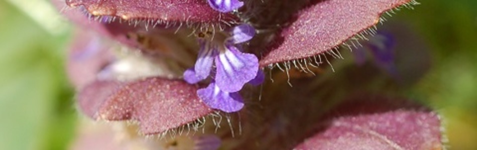 Foto av pyramidalis