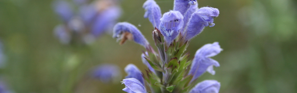 Foto av dracocephalum