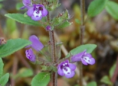 Foto av lamiaceae