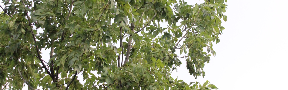 Foto av fraxinus