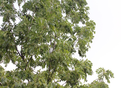 Foto av oleaceae
