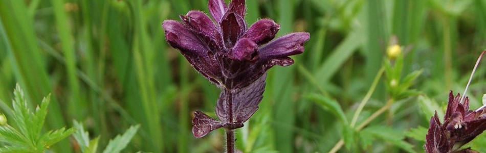 Foto av bartsia