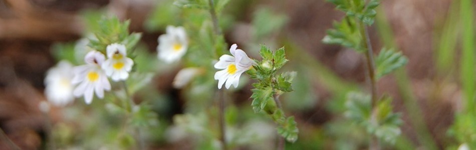Foto av euphrasia