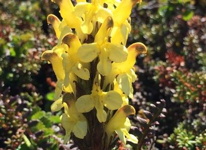 Foto av pedicularis