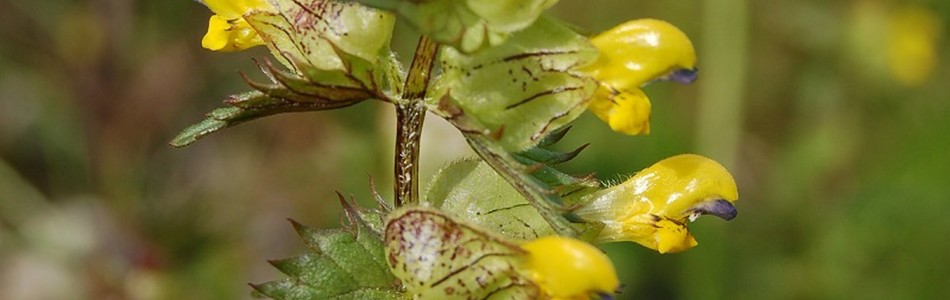 Foto av rhinanthus