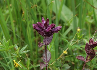 Foto av orobanchaceae