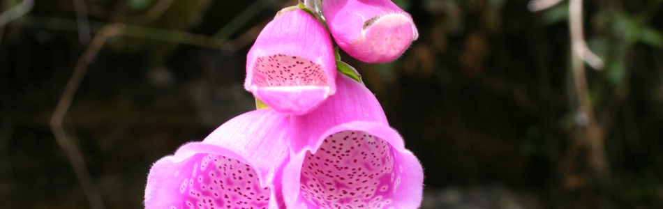 Foto av digitalis