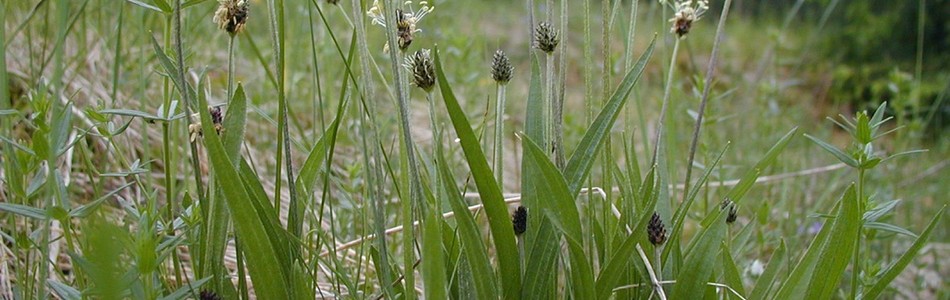 Foto av plantago
