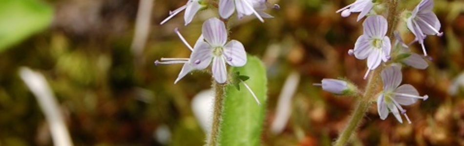 Foto av officinalis
