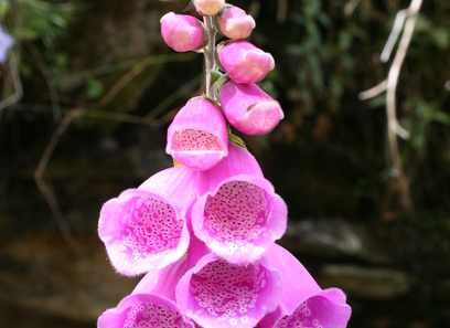 Foto av plantaginaceae