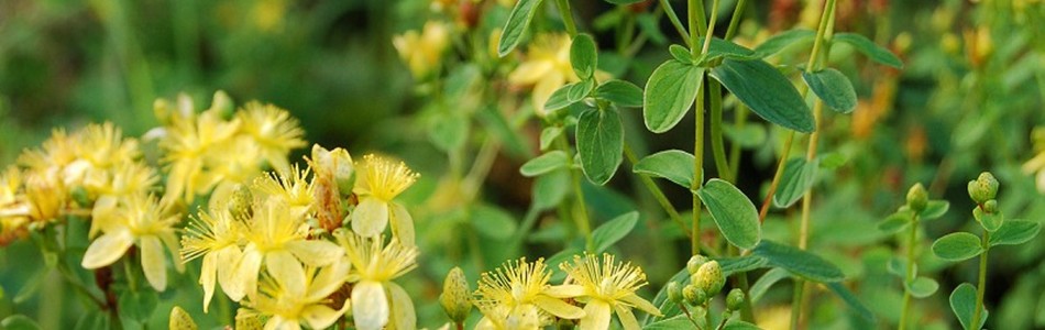 Foto av maculatum