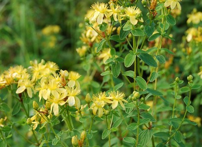 Foto av hypericaceae