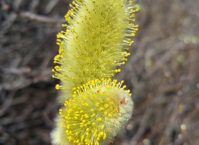Foto av salicaceae