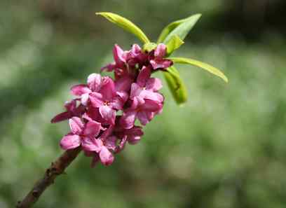 Foto av thymelaeaceae