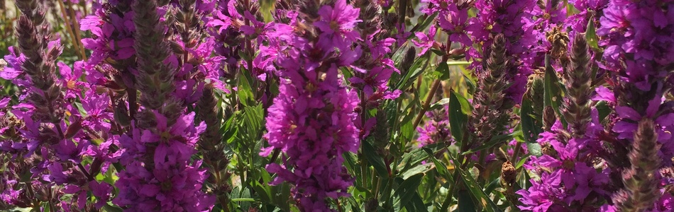 Foto av lythrum