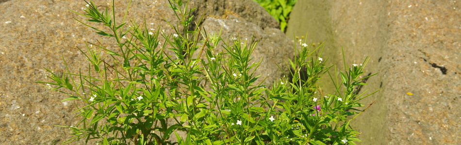 Foto av ciliatum