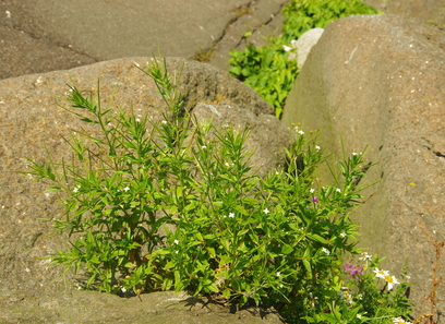 Foto av epilobium