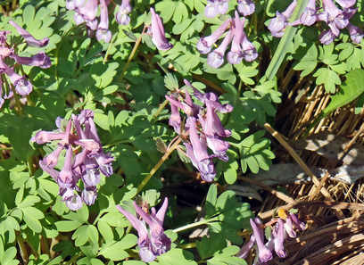 Foto av papaveraceae