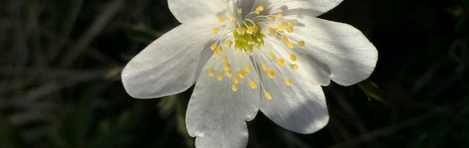 Foto av nemorosa
