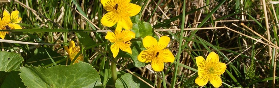 Foto av palustris