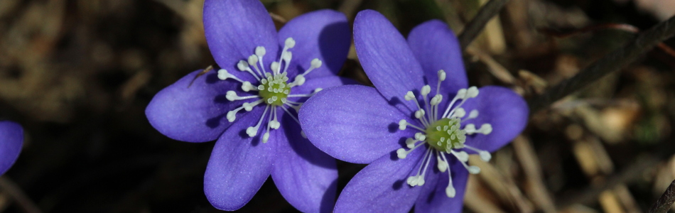 Foto av hepatica