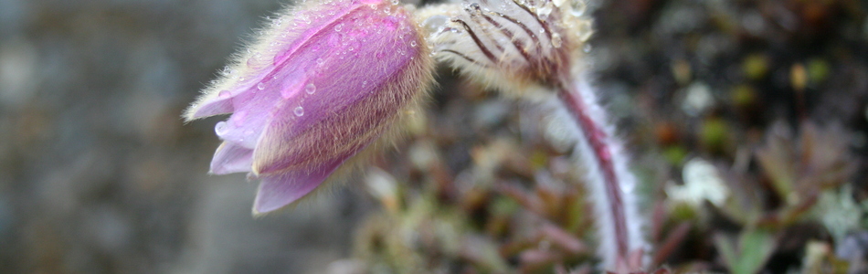 Foto av pulsatilla