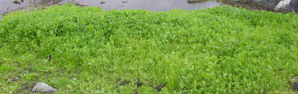 Foto av sceleratus
