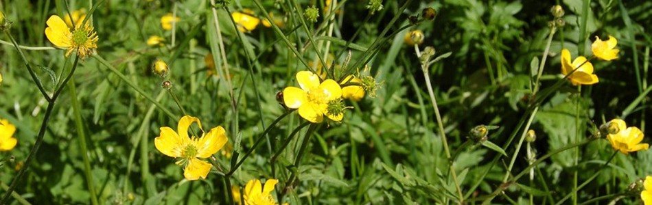 Foto av ranunculus