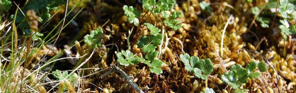Foto av thalictrum