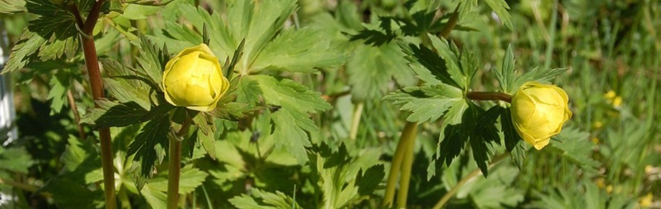Foto av trollius