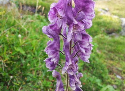 Foto av ranunculaceae