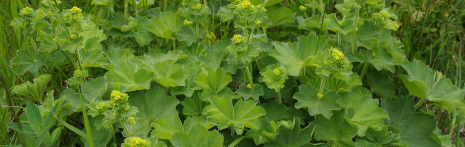 Foto av alchemilla