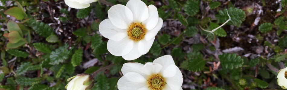 Foto av dryas