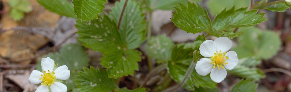 Foto av fragaria