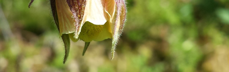 Foto av geum
