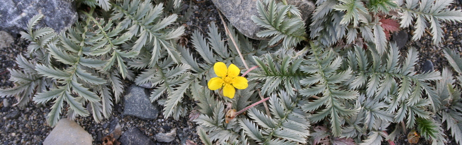 Foto av potentilla