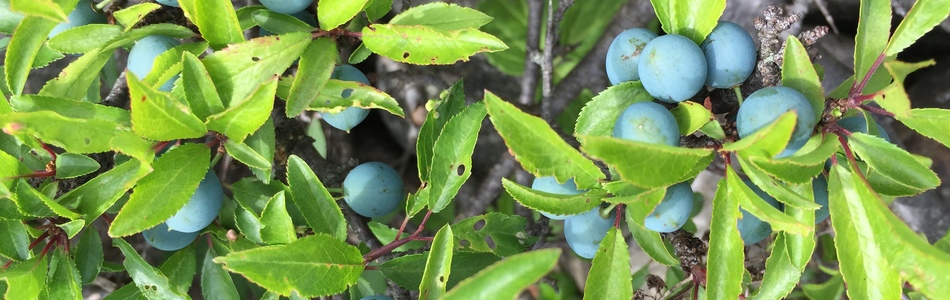 Foto av spinosa