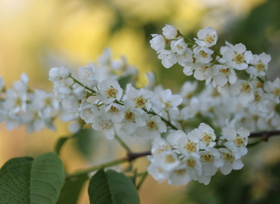 Foto av prunus
