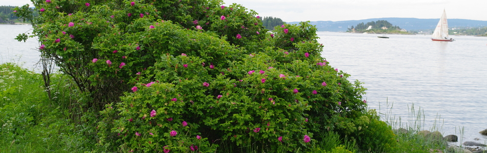 Foto av rugosa