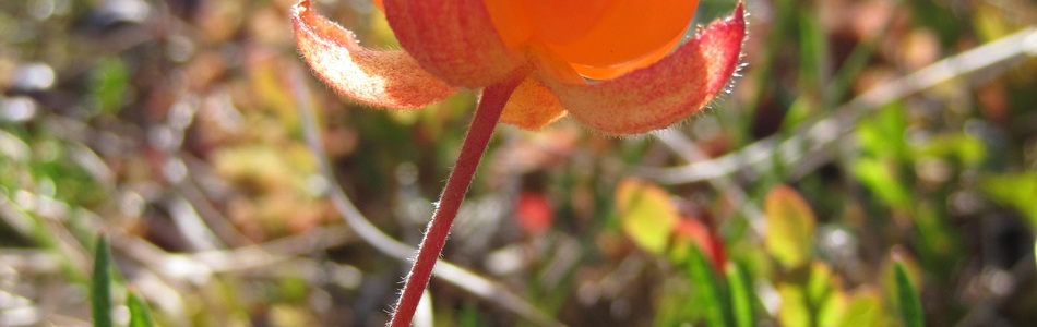 Foto av rubus