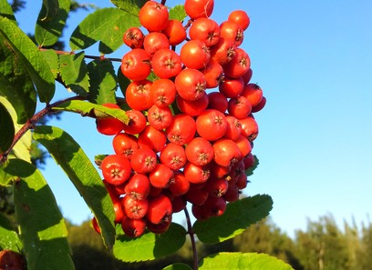 Foto av sorbus