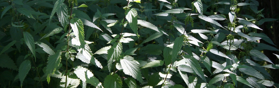 Foto av urtica