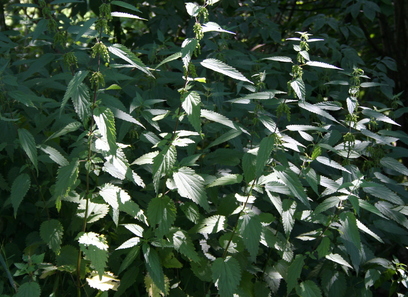 Foto av urticaceae