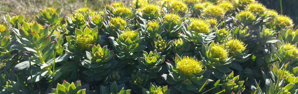 Foto av rhodiola