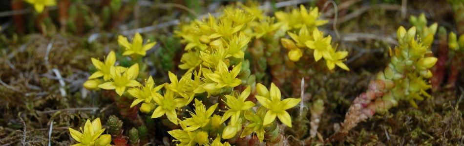 Foto av sedum