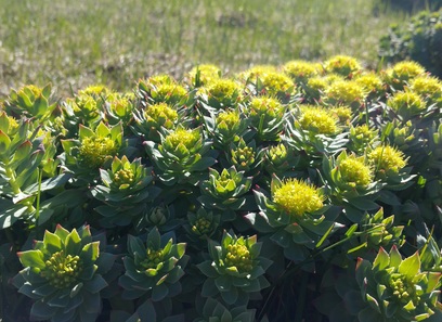 Foto av crassulaceae